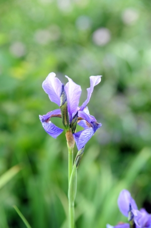 Blue iris in a gardenの写真素材