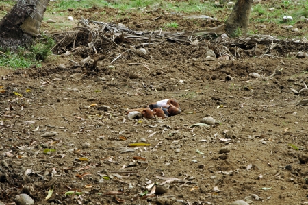 wild living pigs in cubaの写真素材