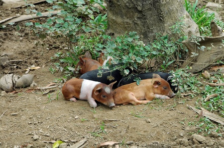 wild living pigs in cuba