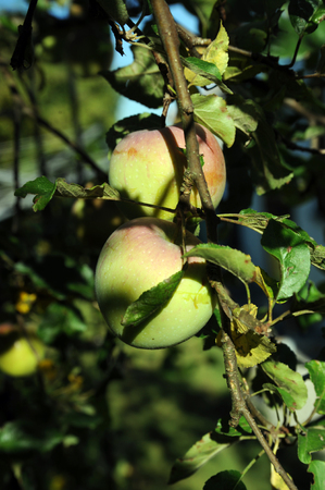 ripe apples on a treeの写真素材