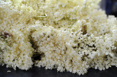 a pile of harvested elderflowers for preparing elder syrupの写真素材
