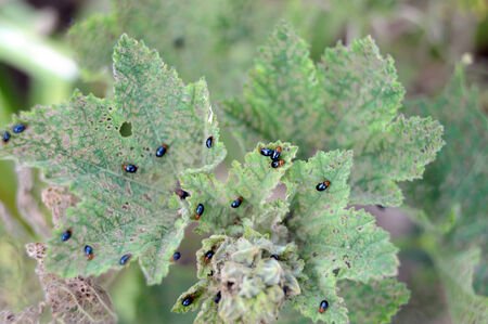 flea beetles on a hollyhockの写真素材