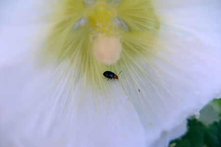 flea beetle on a hollyhockの写真素材