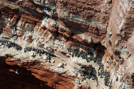 northern gannets and guillemot breeding in a rockの写真素材