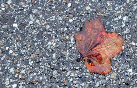 fallen wet leave on a streetの写真素材