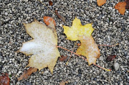 Leaves on the ground covered with snowの写真素材