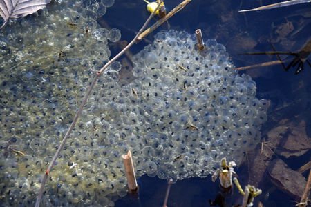 frog spawn in a lakeの写真素材