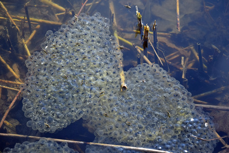 frog spawn in a lakeの写真素材