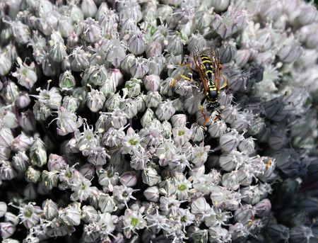 wild bee on a blossom of a field garlic