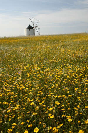 Windmill in a field of Flowers