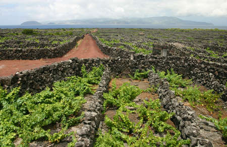 Vineyardの写真素材