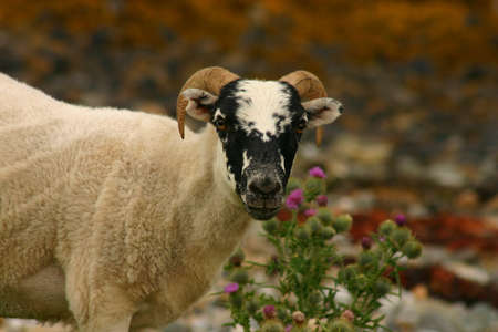 Scottish Goatの写真素材