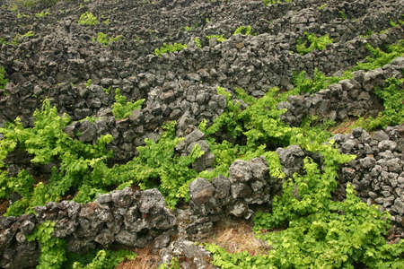 vineyardの写真素材