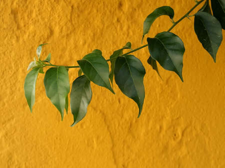 Green Plantの写真素材