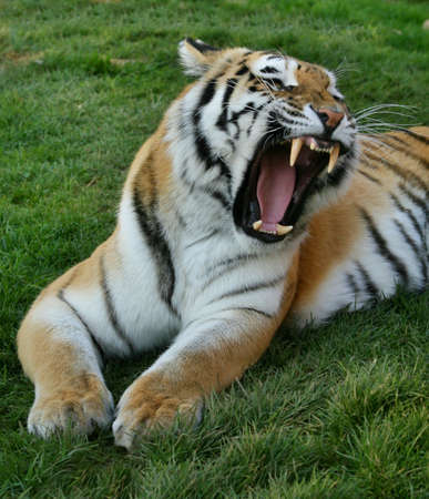 Tigerの写真素材