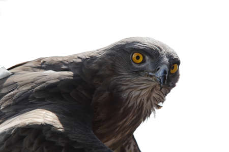 Eagleの写真素材