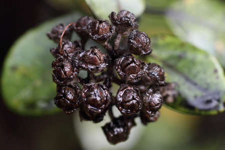 Hawaii plant
