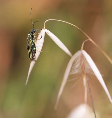 Beetle in a flower macro
