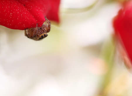 Little spider in a rose