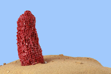 Coral of Indonesia in the sand