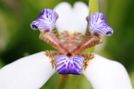 Blue and white flower in hawaiiの写真素材