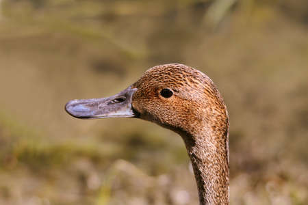 Long head of brown duck