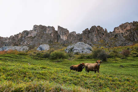 Cows in Somiedo natural park in Asturias, spainの写真素材