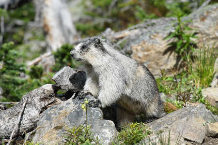 Cute marmot in Glacier national park, USAの写真素材