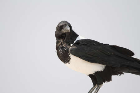 Pied Crow in Etosha national parkの写真素材