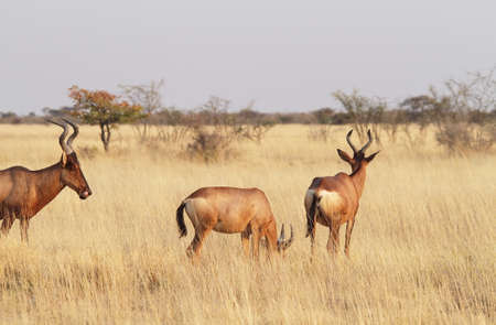 Small group of red hartebeest  Alcelaphus caama  in Etosha national parkの写真素材