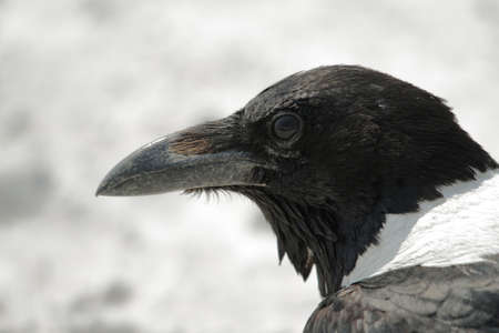 Pied Crow in Etosha national parkの写真素材