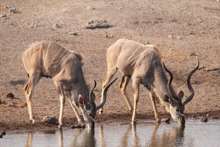 Greater kudu males drinking, Etosha National Park, Namibia, Africaの写真素材