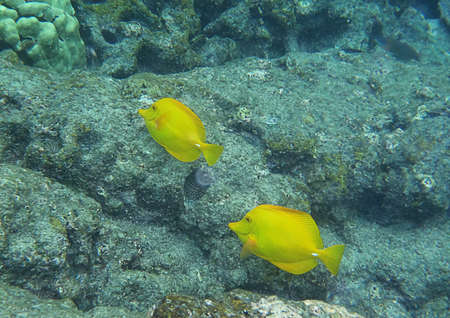 Yellow Tangs in hawaian underwater