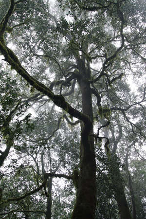 Forest in Garajonay National Park, La Gomera, Canary Islands, Spain