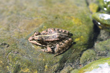 Northern Leopard Frog  Lithobates pipiens  in Canary islands