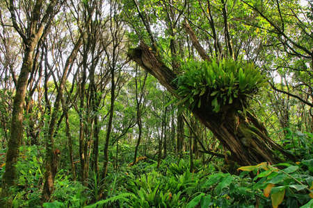 Lush tropical vegetation in Pihea trail, Kauai islandの写真素材