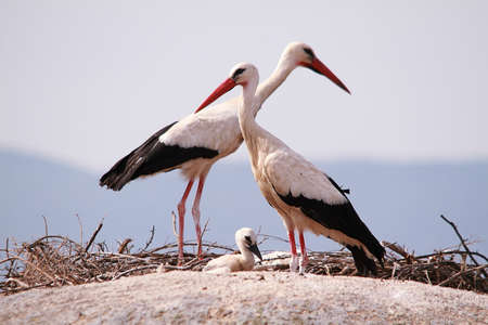 A couple of Storks with his young above the rocks in Barruecos natural monument, Extremadura, Spain