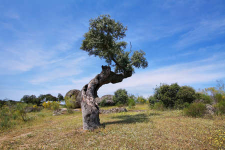 Holm oak trees in Extremadura, Spain