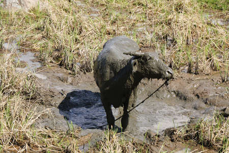 Water Buffalo in muddy rice fields near the village of Batutumonga, Tana Toraja, Sulawesi, Indonesiaの写真素材