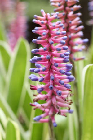 Exotic pink and purple flower in Maui island, Hawaiiの写真素材