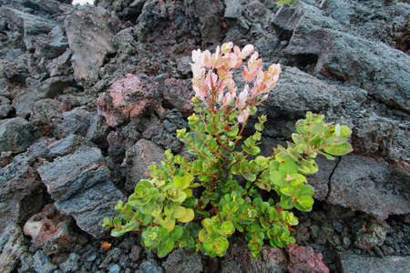 Pink flower growing in the lava, Big Island, Hawaiiの写真素材