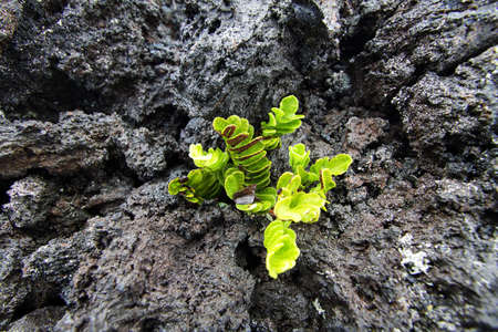 Pink flower growing in the lava, Big Island, Hawaiiの写真素材