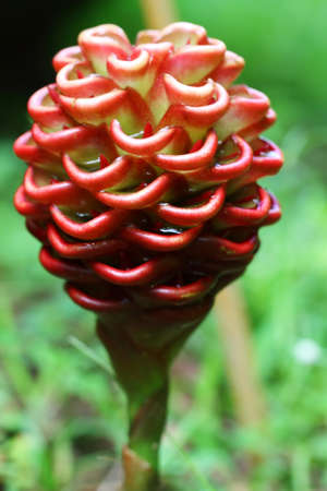 Shampoo Ginger Flower in Hawaii tropical botanical garden