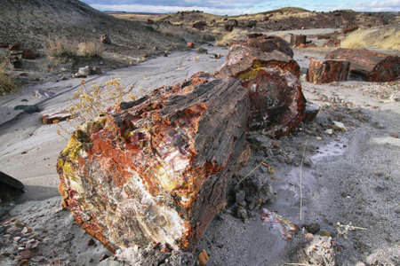 Petrified wood of triassic period in Petrified Forest National Park, Arizona, USAの写真素材
