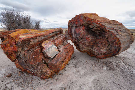 Petrified wood of triassic period in Petrified Forest National Park, Arizona, USAの写真素材
