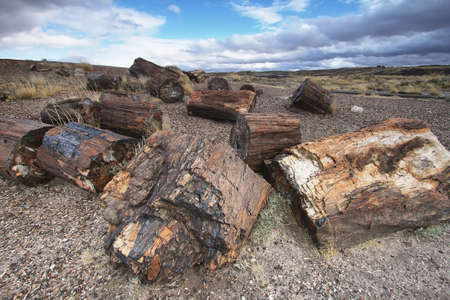 Petrified wood of triassic period in Petrified Forest National Park, Arizona, USAの写真素材