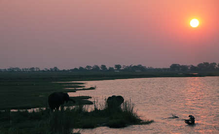 Elephants in Chobe riverfront at sunset, Botswana