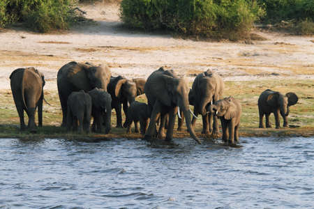 Elephants family in Chobe riverfront, Botswana