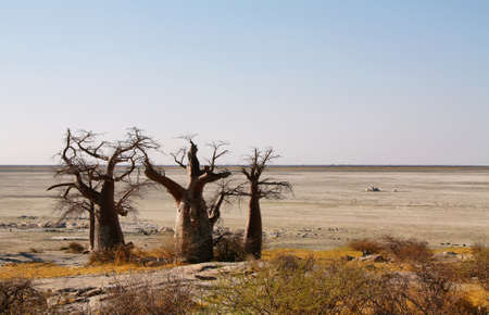 Baobabs on Kubu island in winter, Botswanaの写真素材