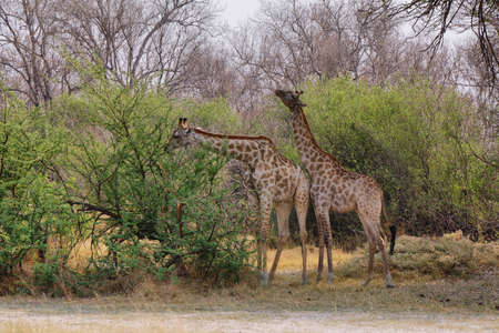 Pair of giraffes in loving stance, Moremi game reserve, Botswanaの写真素材